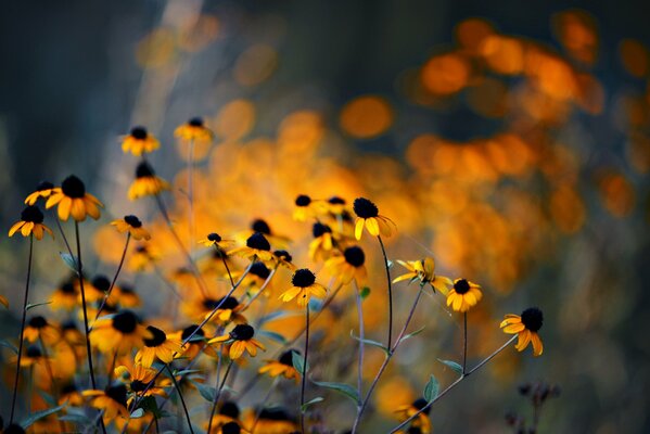 Fiori gialli al tramonto