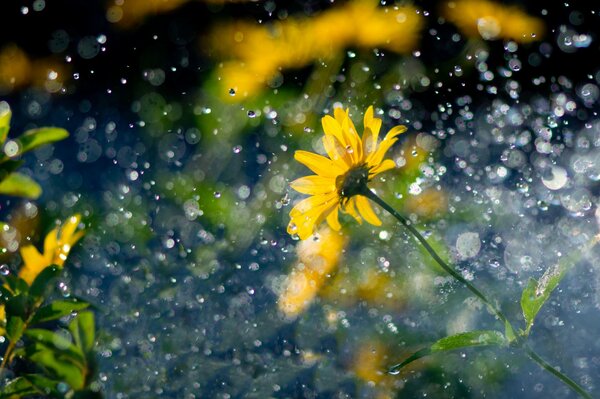 Las gotas de lluvia caen sobre las flores amarillas