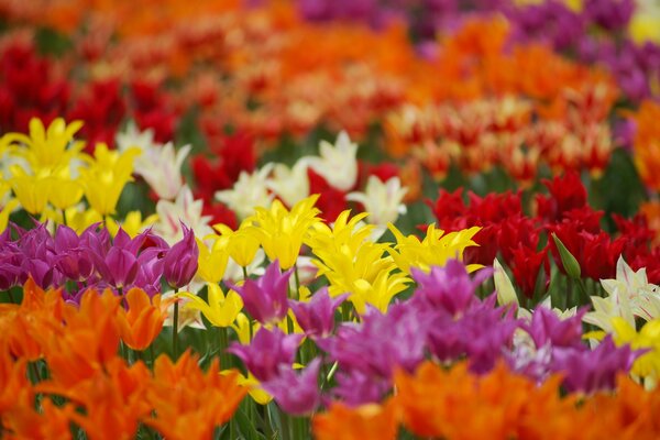 Campo de tulipanes de todos los tonos de rojo a amarillo, ricos y variados tonos