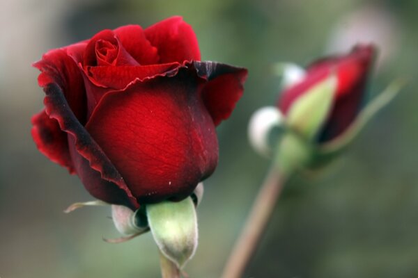 Rosa roja con brote macro