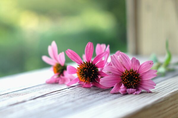 Trois marguerites roses sur un rebord de fenêtre en bois