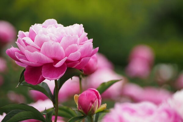 Rosa Pfingstrose Knospe auf grünem Hintergrund