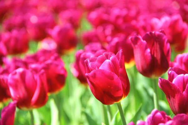 Wallpaper in the form of pink tulips