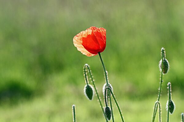 Rote Mohnblumen auf grünem Hintergrund