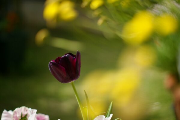 Red tulip on a blurry background