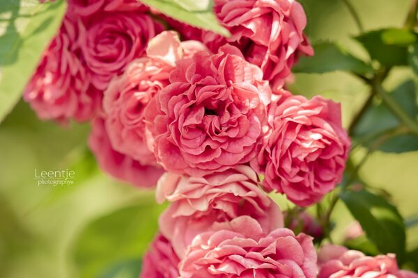 Beautiful branch with roses