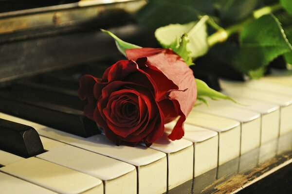 Rose solitaire sur les touches du piano