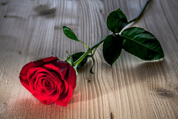 Rote Rose auf dem Tisch