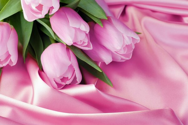 Pink tulips by March 8