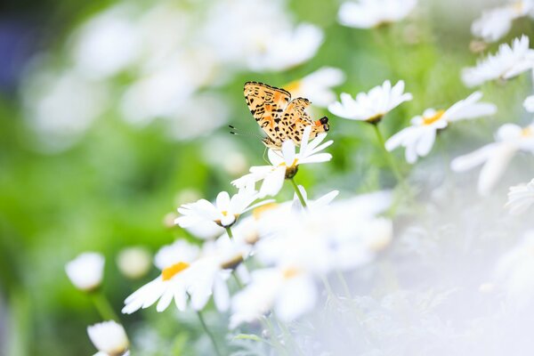 Schöner Schmetterling auf weißem Gänseblümchen im Feld