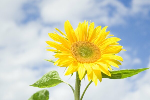 Flor de girasol en el fondo del cielo azul