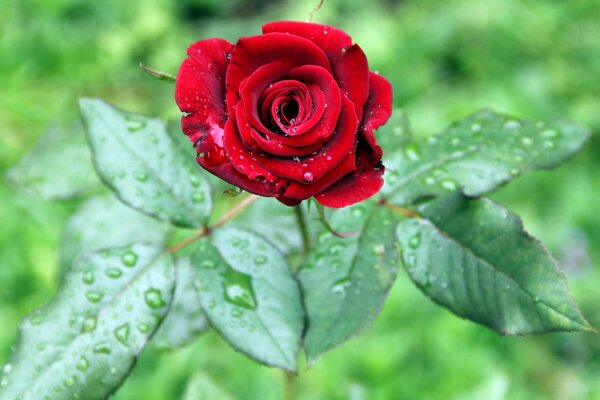 Una rosa con gotas de rocío