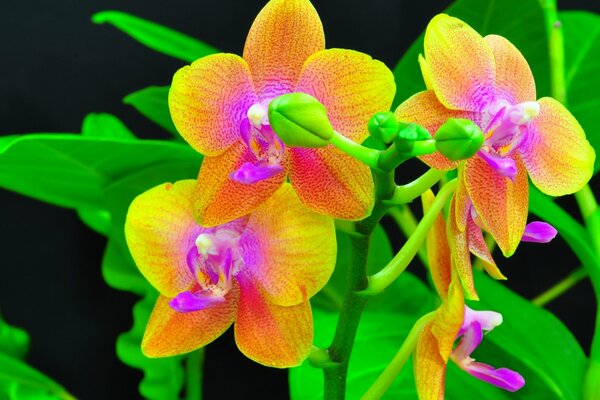 Unusual yellow lilac orchids