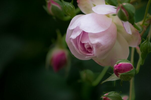 Brotes de rosas rosa macro instantánea