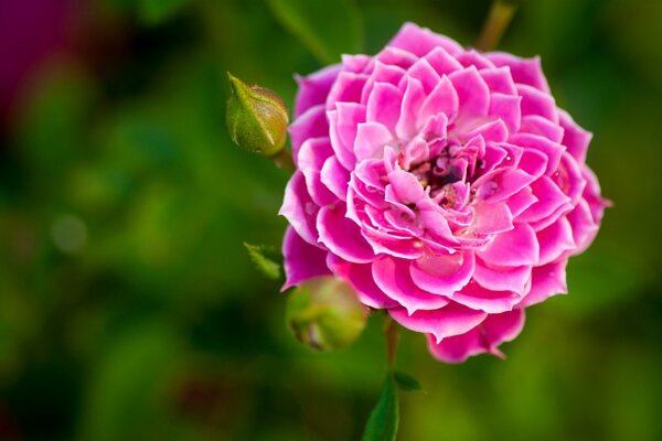 A pink rose bud with a white border