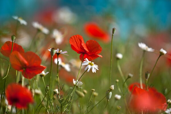 Mohn und Gänseblümchen auf einer grünen Wiese