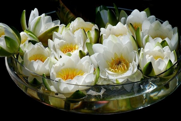 Vaso trasparente pieno di bouquet di loto