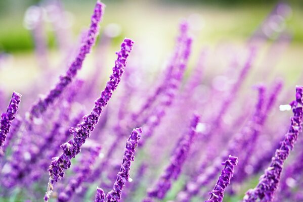 Beaux lupins violets