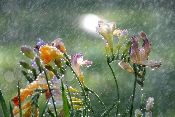 Gouttes de pluie sur freesia doux