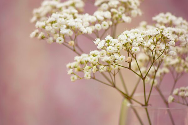 Tierno gypsophila blanco como la nieve, macrosumka