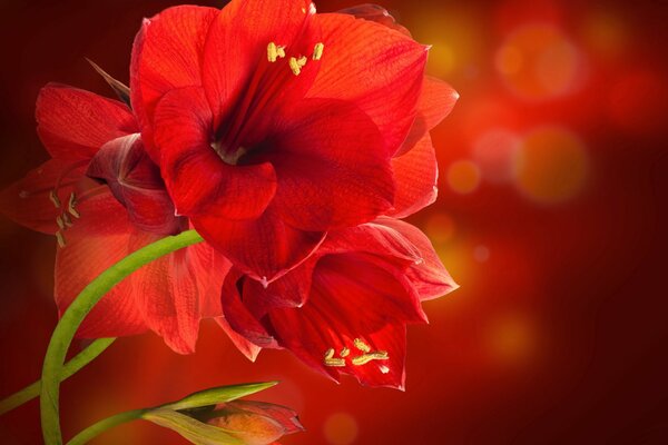 Amarilis rojo en el fondo con reflejos