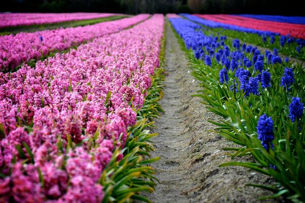 Jacinthes rangées avec des fleurs rouges et bleues