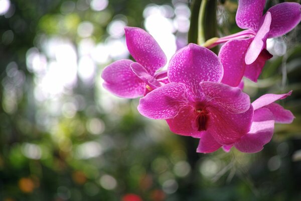 Raspberry orchid in a blurry photo