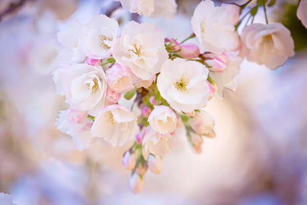 Una rama de Sakura florece en un árbol