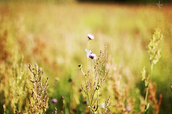 Fleurs sauvages au soleil