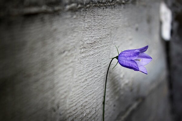 Purple color. One. Board