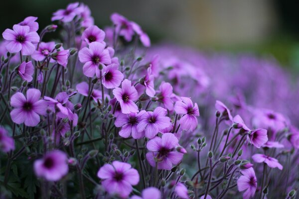 Lilac flowers in macro photography