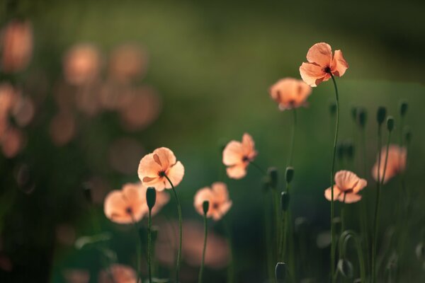 Amapolas transparentes sobre fondo verde