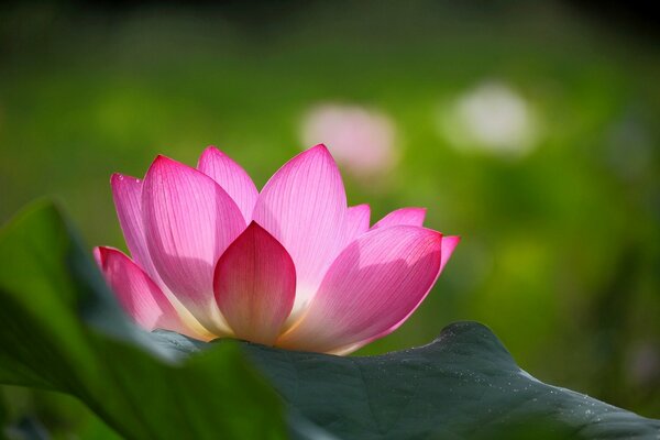 Fiore di loto rosa con foglie verdi