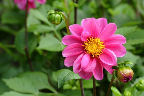 Rosa Dahlien und grüne Knospe