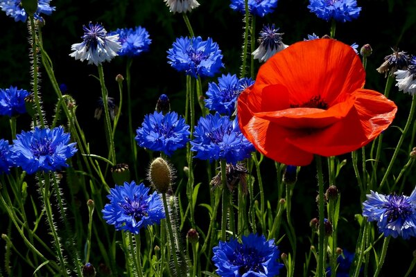 Meadow of cornflowers and red poppy