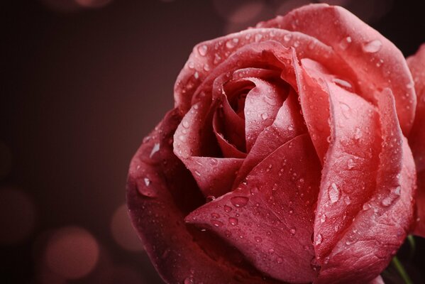 Gotas de agua en una rosa de cerca