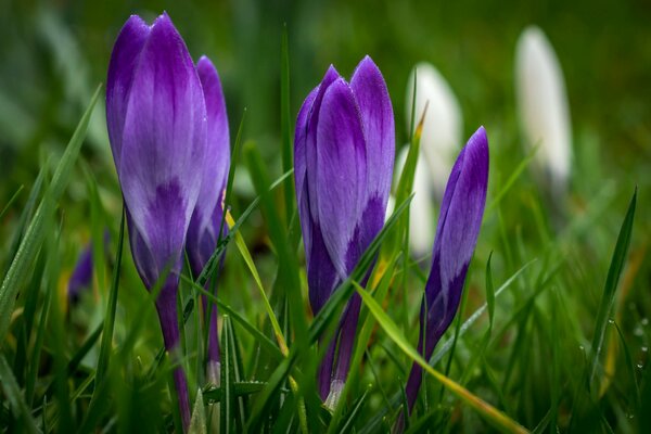 Azafranes morados en la hierba de primavera