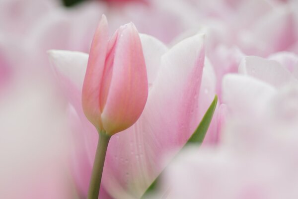 Delicados tulipanes rosados sobre un fondo borroso