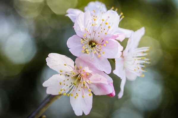 Imagen de luz clara de Sakura rosa