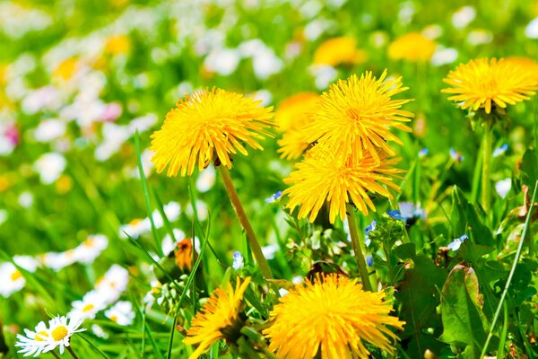 Summer meadow with chamomile and dandelions