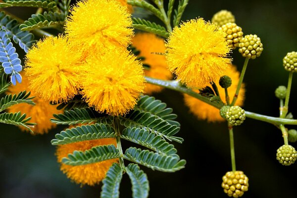 Frühlingsgelbe Mimosenknospen