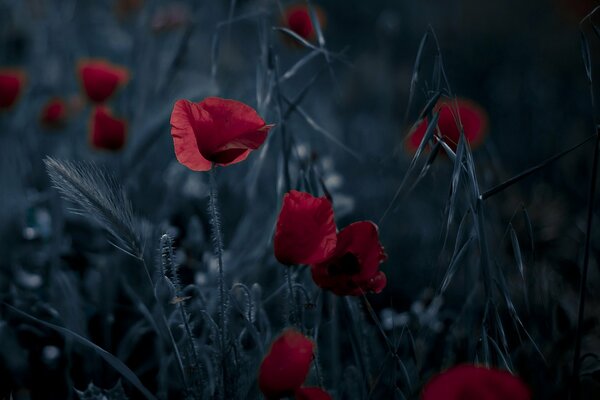 Amapolas rojas sobre un fondo oscuro