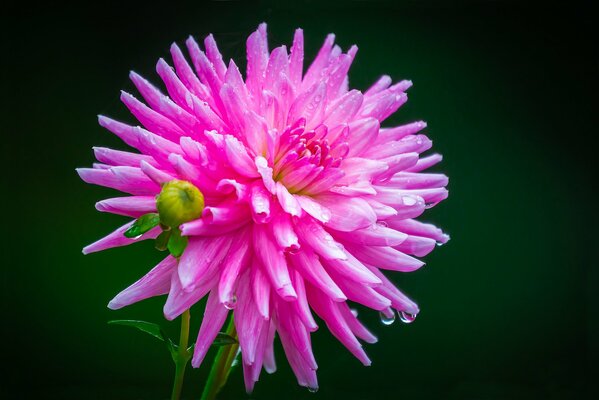 Gotas de rocío en una Dalia rosa