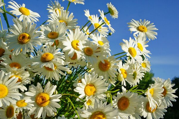 Daisies on a sunny summer day