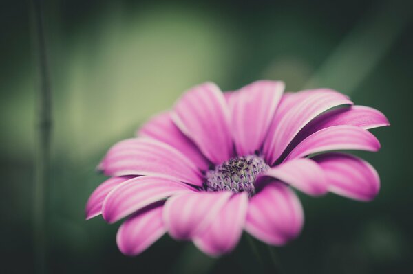 Messa a fuoco macro petalo rosa