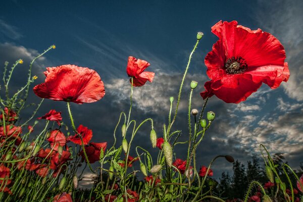 Red poppy flowers against the sky