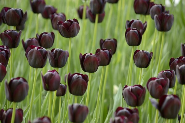 Beaucoup de tulipes noires sur un champ vert