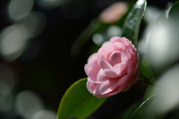 Camellia on a blurry background with green leaves