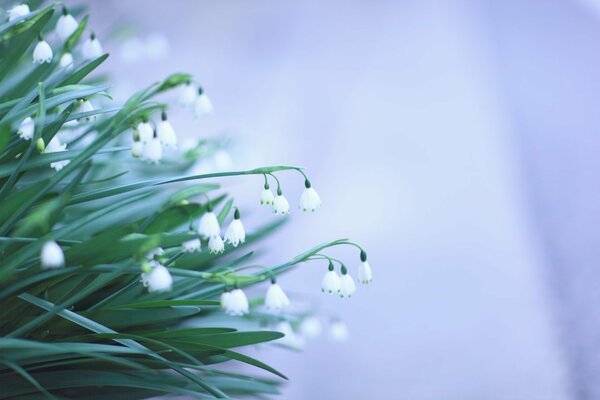 Delicate white spring flowers snowdrops