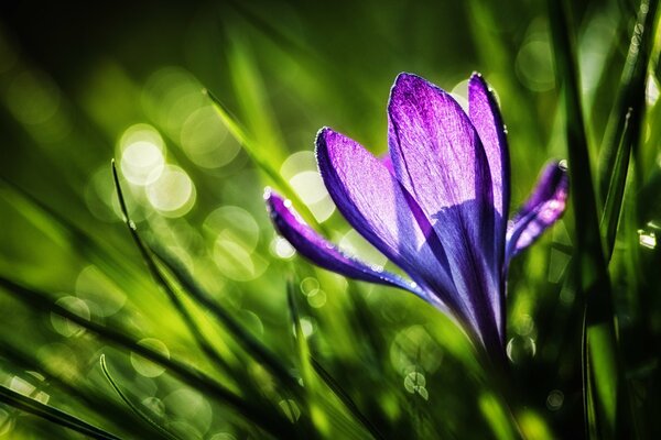 Pheolete crocus in the grass against the background of the sun